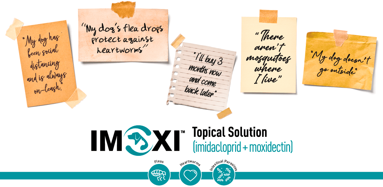 Imoxi Topical Solution (imidacloprid + moxidectin)