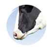 Production Animals